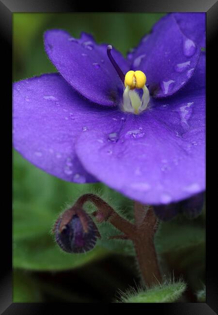 African Violet Flower with Rain Drops Framed Print by Neil Overy
