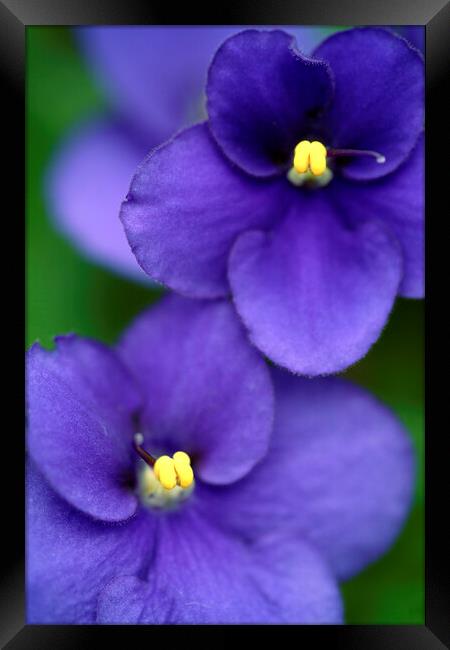 African violet flower close-up Framed Print by Neil Overy
