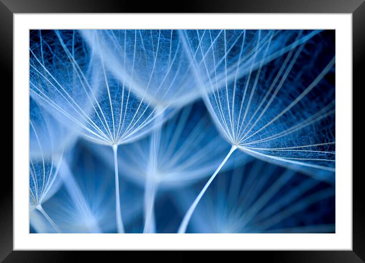 Dandelion Seed Head macro Framed Mounted Print by Neil Overy