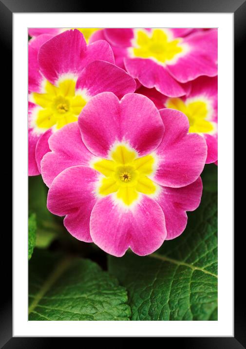 Pink and Yellow Primrose Flower Framed Mounted Print by Neil Overy