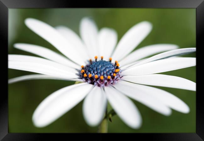 Cape Daisy Flower Framed Print by Neil Overy