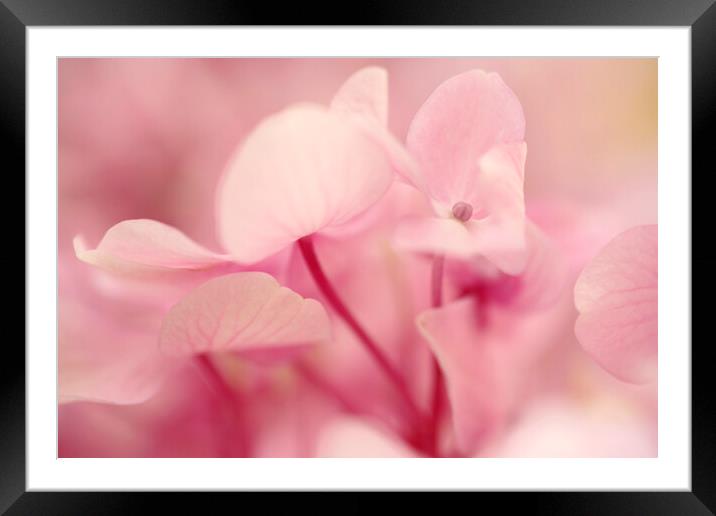 Pink Hydrangea Flower Petals Framed Mounted Print by Neil Overy