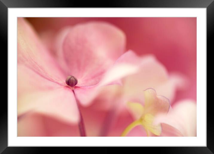 Pink Hydrangea Flower Petals Framed Mounted Print by Neil Overy