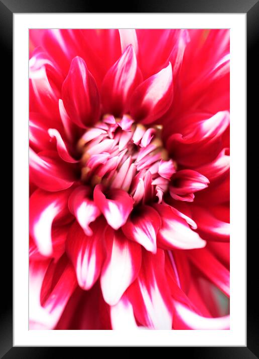 PInk and Red Dahlia Flower Framed Mounted Print by Neil Overy