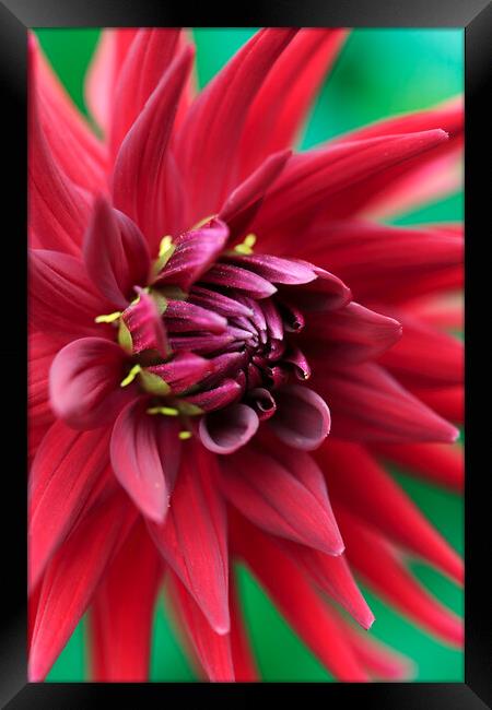 Red Dahlia Flower Petals Framed Print by Neil Overy