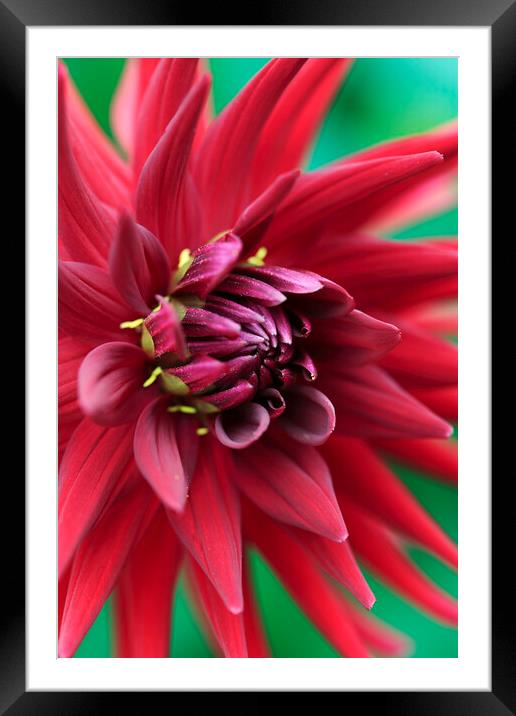 Red Dahlia Flower Petals Framed Mounted Print by Neil Overy