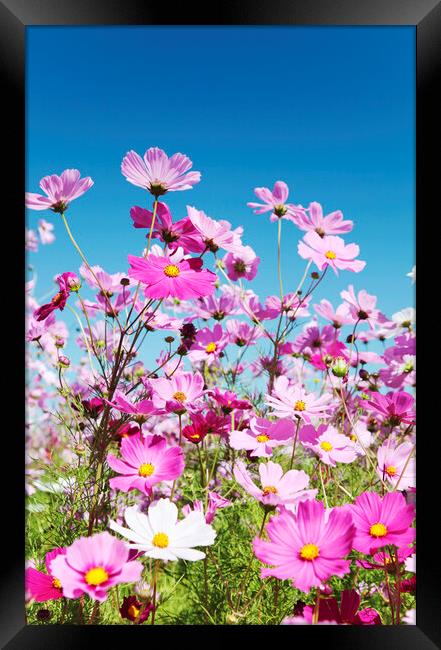 Field of Cosmos Flowers Framed Print by Neil Overy