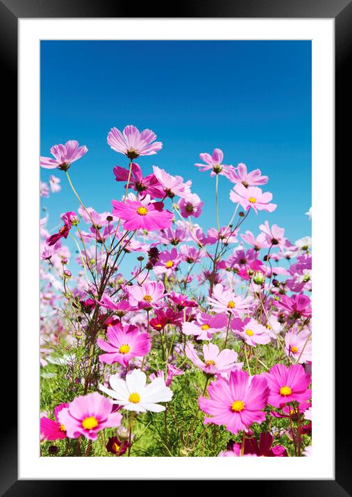 Field of Cosmos Flowers Framed Mounted Print by Neil Overy
