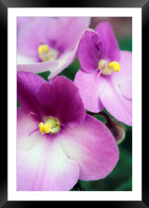 African Violet Flower Framed Mounted Print by Neil Overy