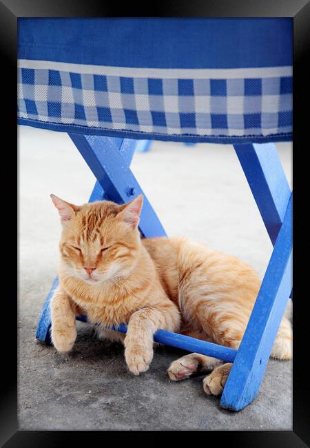 Cat Sleeping under blue chair, Kastellorizo, Greec Framed Print by Neil Overy