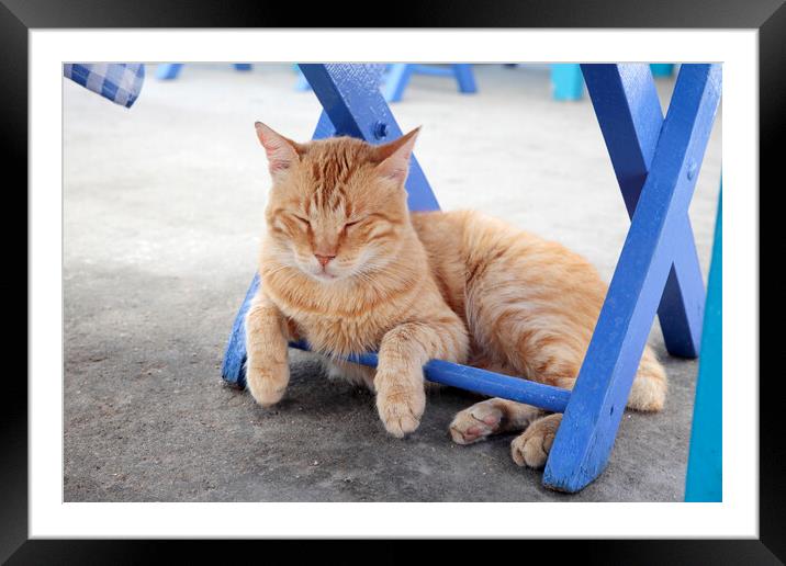 Cat Sleeping under blue chair, Kastellorizo, Greece Framed Mounted Print by Neil Overy