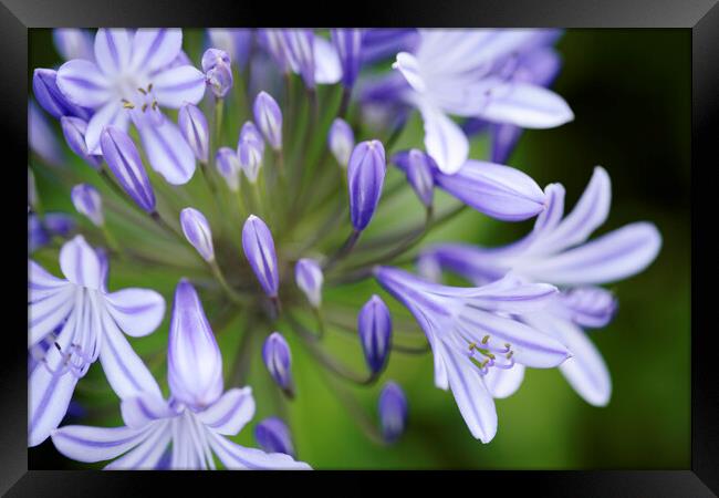 Agapanthus Flower in Bloom Framed Print by Neil Overy