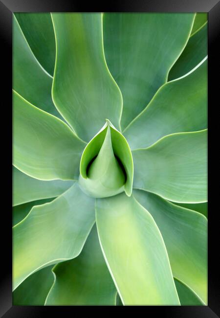 Lush green Agave Plant Framed Print by Neil Overy
