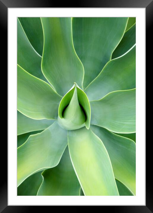 Lush green Agave Plant Framed Mounted Print by Neil Overy
