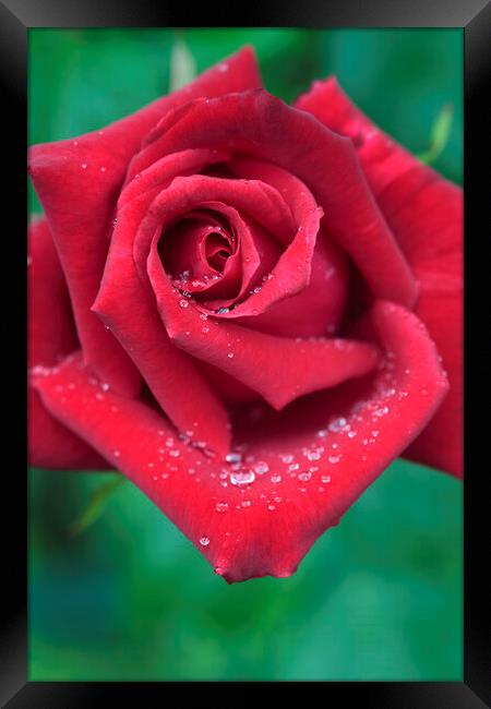 Red Rose with Dew Drops Framed Print by Neil Overy