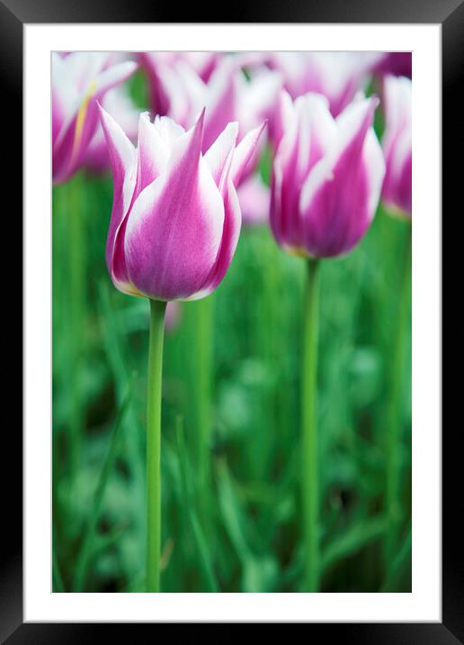 Purple and White Tulip Flowers Framed Mounted Print by Neil Overy