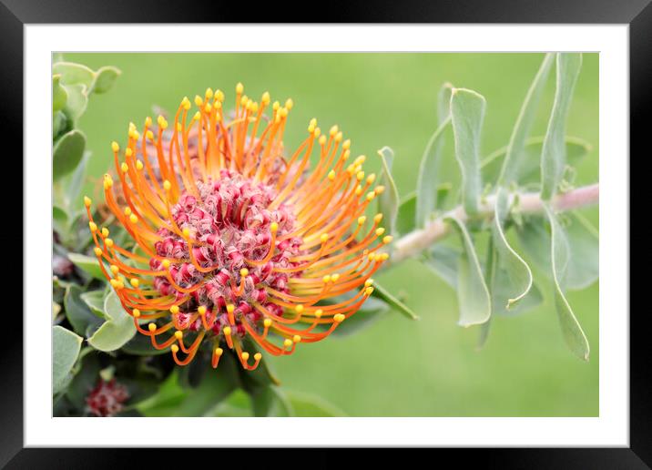 A Pincushion Protea Flower Framed Mounted Print by Neil Overy