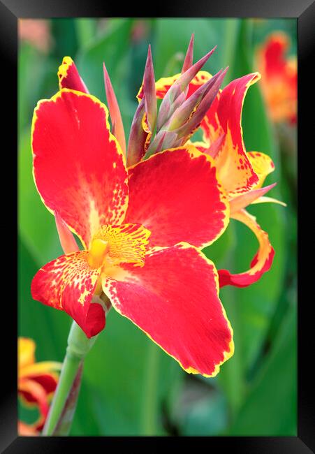 A bright Red and Yellow Canna Lily Flower Framed Print by Neil Overy