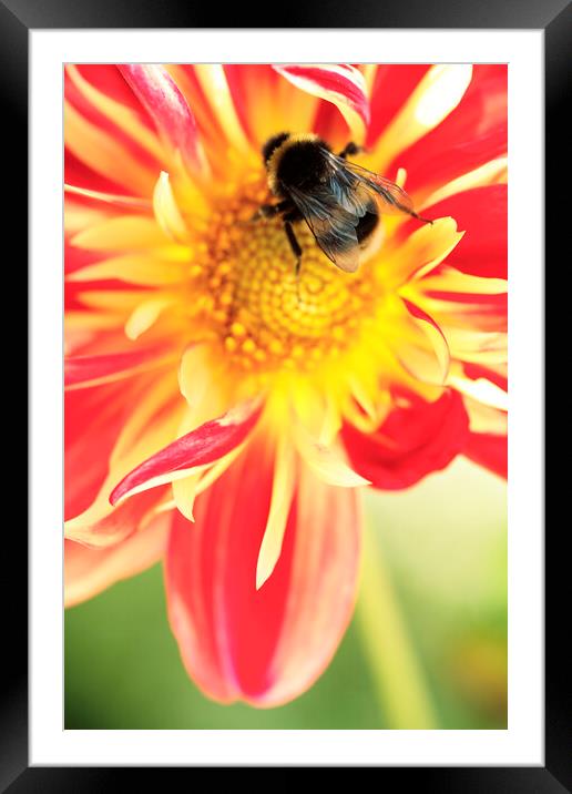 Bumble Bee on Dahlia Flower Framed Mounted Print by Neil Overy
