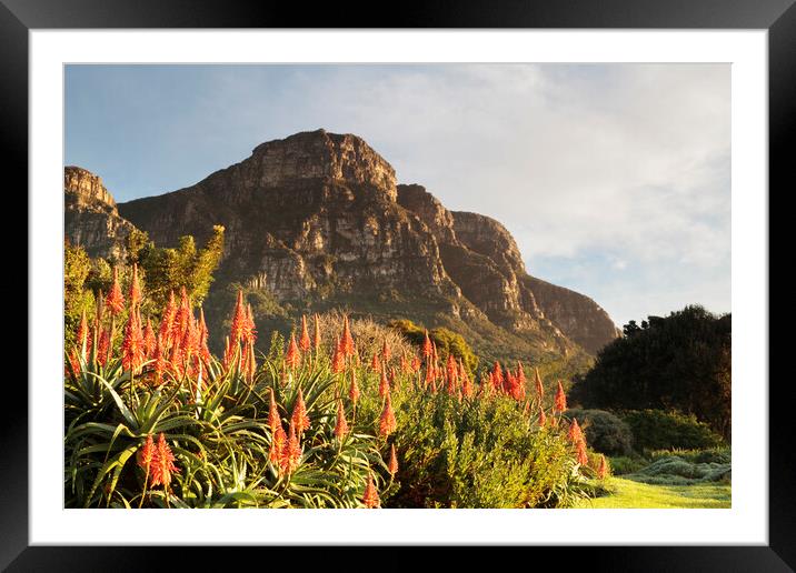 Dawn at Kirstenbosch Gardens, Cape Town Framed Mounted Print by Neil Overy