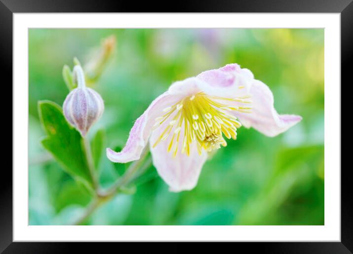 Soft pink white coloured Wild Clematis  Framed Mounted Print by Neil Overy