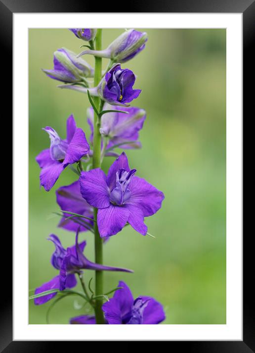 Purple Larkspur or Delphinium Flower Framed Mounted Print by Neil Overy