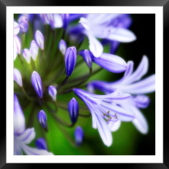 African Lily Agapanthus Flower Framed Mounted Print by Neil Overy