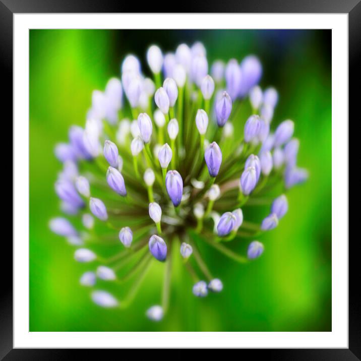African or Nile Agapanthus Flower Framed Mounted Print by Neil Overy