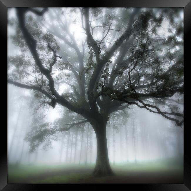 Oak Tree in the Mist Framed Print by Neil Overy