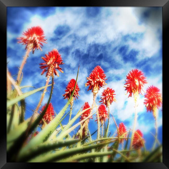 Flowering Red Aloes Framed Print by Neil Overy