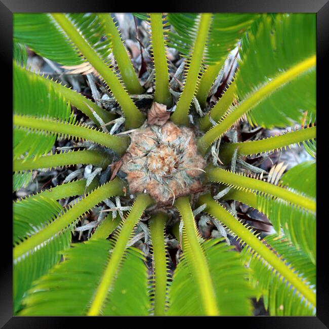 The Centre of a Cycad Plant Framed Print by Neil Overy