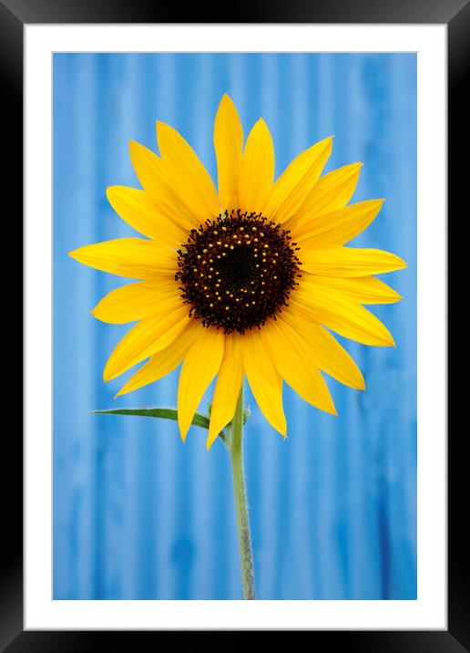 Sunflower against a blue background Framed Mounted Print by Neil Overy