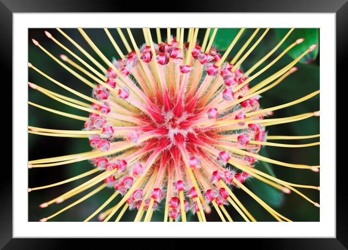 Red and Yellow Spider Protea Flower Framed Mounted Print by Neil Overy