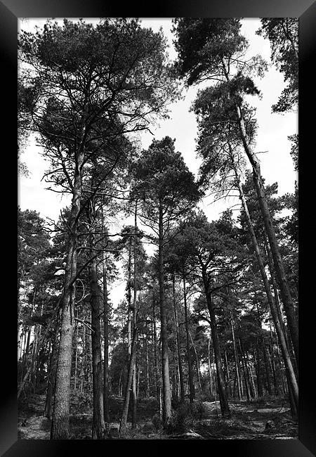 Dappled Forest, Ockham, Surrey Framed Print by David Gardener
