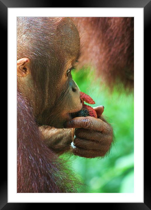 Baby Orangutan Framed Mounted Print by David Gardener