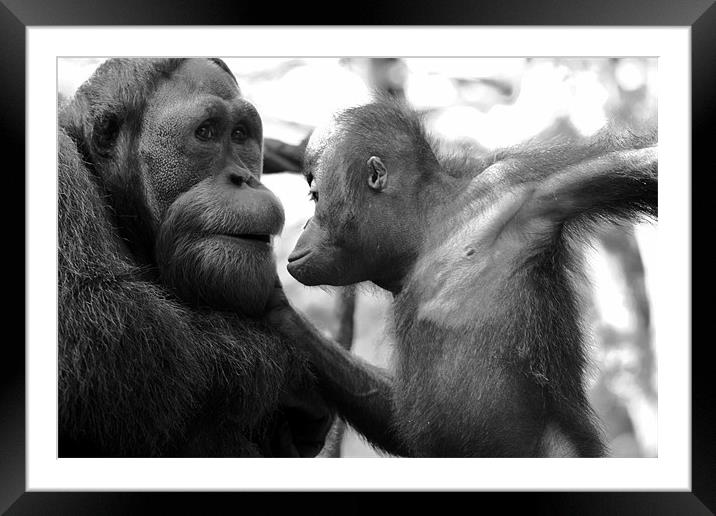 Orangutan Family Framed Mounted Print by David Gardener