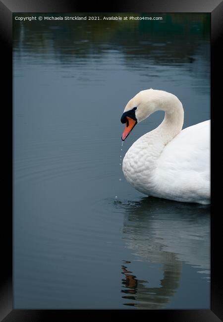 Solo Swan Framed Print by Michaela Strickland