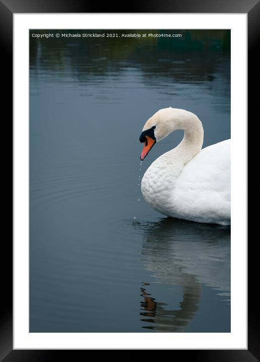 Solo Swan Framed Mounted Print by Michaela Strickland