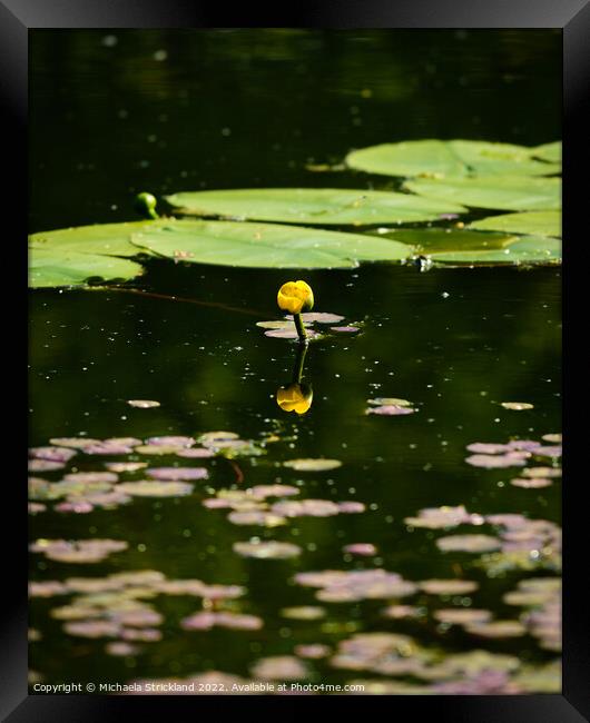 Waterlily Framed Print by Michaela Strickland