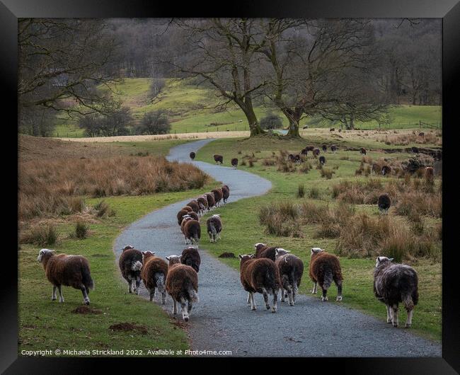Herdwick sheep at the River Brathay, Elterwater, L Framed Print by Michaela Strickland