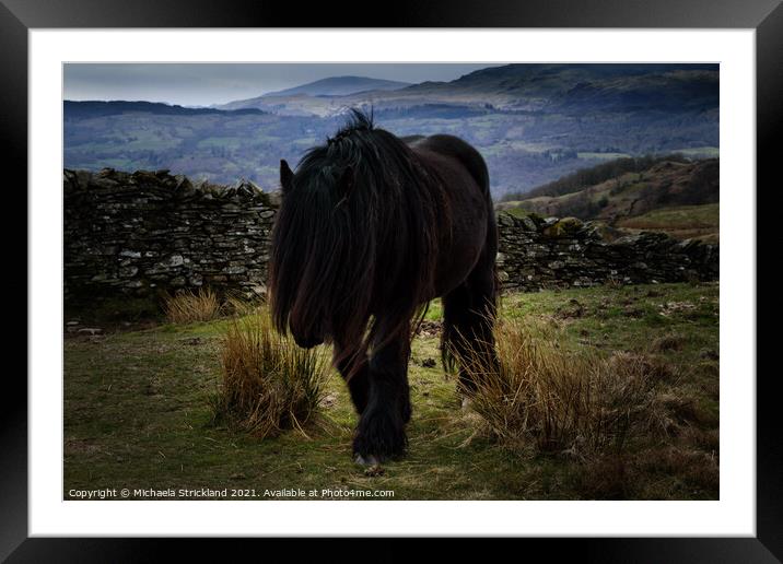 Fell pony on Wansfell, Ambleside Framed Mounted Print by Michaela Strickland