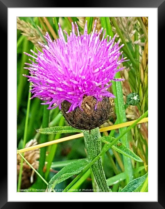 Purple thistle wild flower Framed Mounted Print by Penelope Sinclair