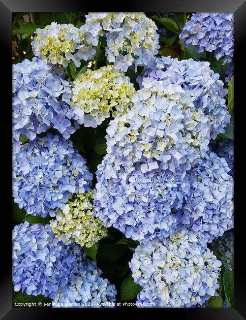 Blue Hydrangea Plant flower Framed Print by Penelope Sinclair