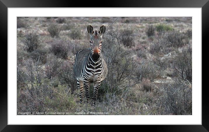 Curious Cape Mountain Zebra Framed Mounted Print by Adrian Turnbull-Kemp