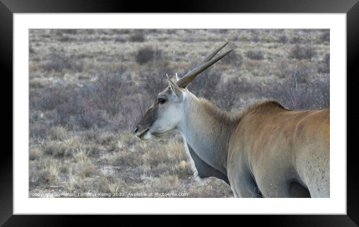 Common Eland bull profile Framed Mounted Print by Adrian Turnbull-Kemp