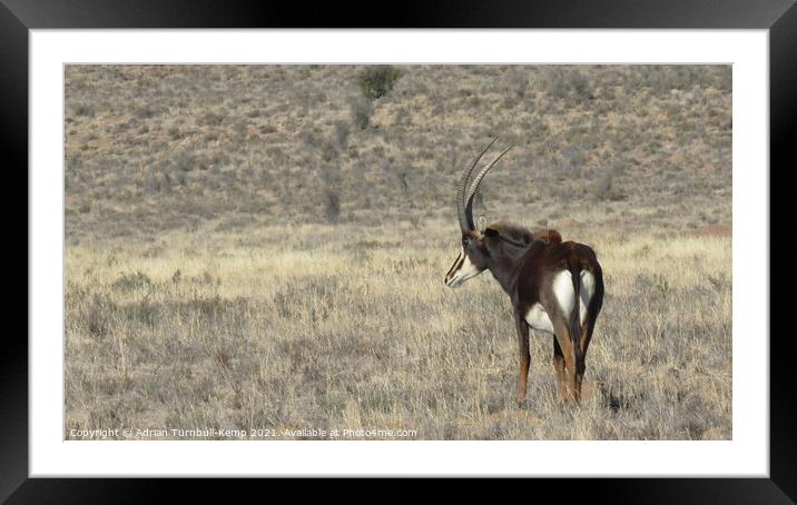 Sable antelope bull Framed Mounted Print by Adrian Turnbull-Kemp