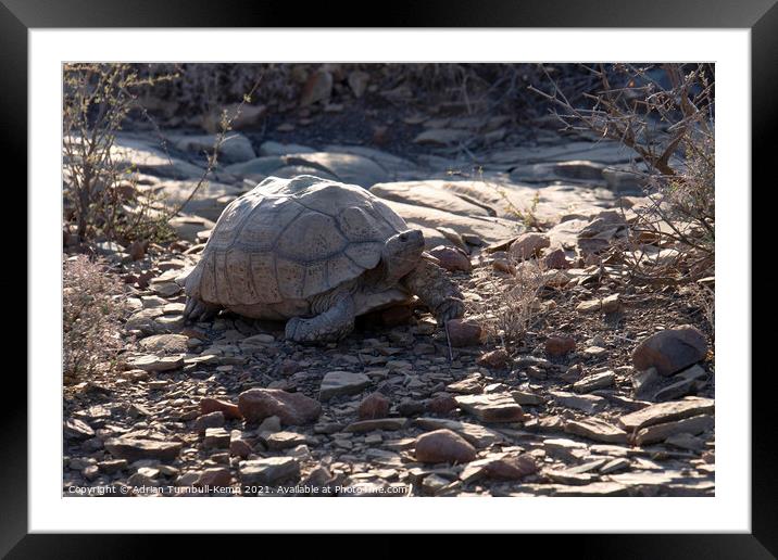 Wandering tortoise Framed Mounted Print by Adrian Turnbull-Kemp