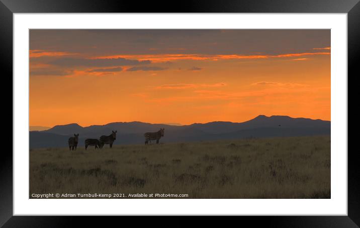 Mountain zebra at dawn Framed Mounted Print by Adrian Turnbull-Kemp