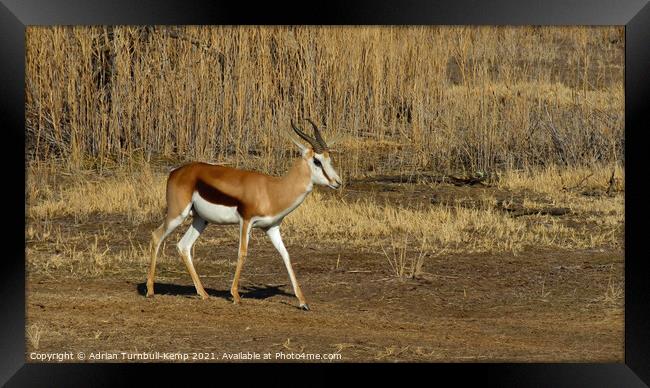Springbok ram passing sun drenched reeds Framed Print by Adrian Turnbull-Kemp