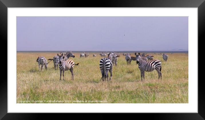 A herd of wandering Grant's zebra  Framed Mounted Print by Adrian Turnbull-Kemp